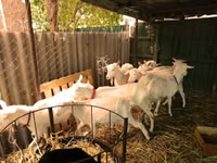 Ziegen (Partie, Geschlecht nicht angegeben), Pomellata goat — Foto 3