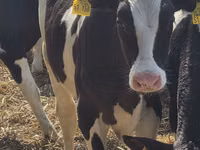 雄牛, Russian Black pied cattle — 写真 1