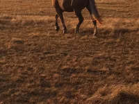 Kuda jantan, Altai horse — foto 1
