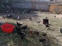 كوچينسكايا يوبيلينايا — الصورة 1