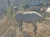 雄羊, Arabi sheep — 写真 3