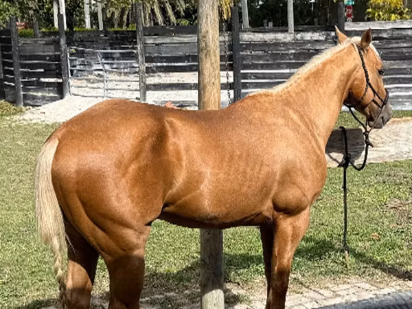 Caballo, Quarter Horse
