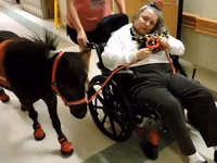 حصان, Miniature horse — الصورة 1