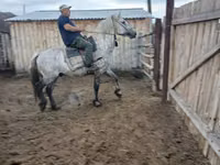Chevaux (lot, sexe non indiqué), Horse breed — photo 8