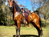 Kuda jantan, Tennessee Walking Horse — foto 1