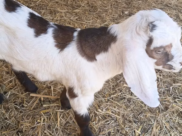 Ziegenbock, Nubian Goat