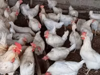 Chickens — foto 1