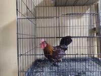 Bantam japonesa — foto 2