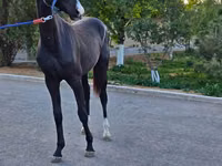 雄馬, Akhal-Teke — 写真 3