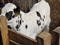 Bovinos (lote, sexo no especificado), Simmental cattle — foto 7