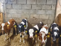Taureau, Simmental cattle — photo 2