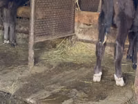 Banteng, Alatau breed — foto 6