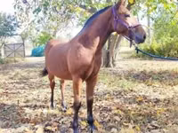 Kuda jantan, Nonius horse — foto 4