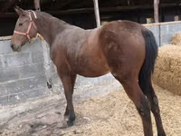 雌馬, Thoroughbred horse — 写真 1