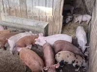 Cerdos (lote, sexo no especificado) — foto 5