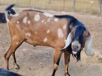 雌ヤギ, Nubian Goat — 写真 3