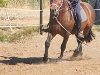 Hengst, Međimurje horse — Foto 6