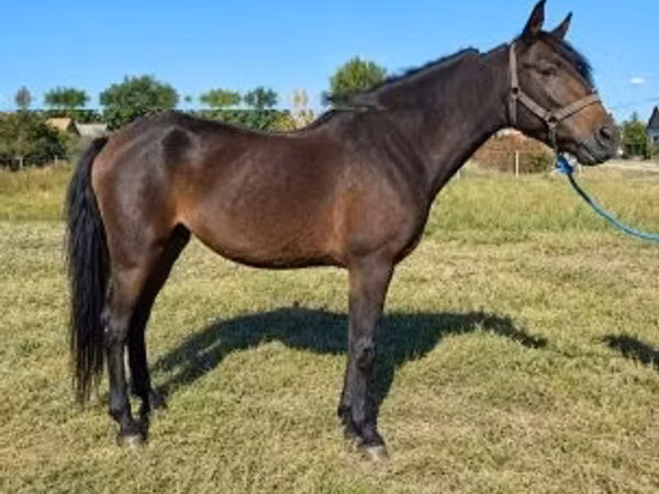 Yegua, Caballos