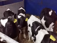 ثور, Russian Black pied cattle — الصورة 2