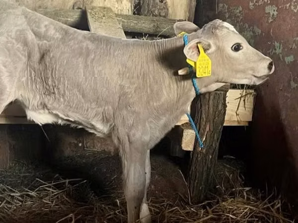 بقرة, Charolais cattle