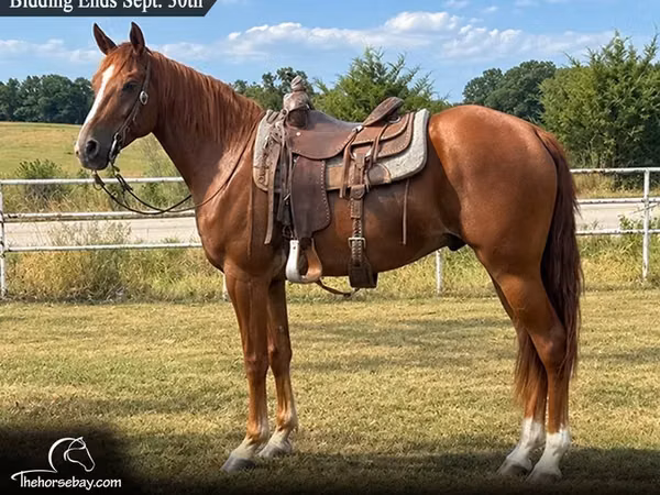 Caballo, Missouri foxtrotter
