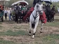 Jument, Chevaux — photo 4