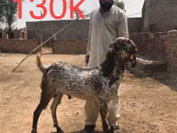 Cabras (lote, sexo no especificado), Najdi goat — foto 5
