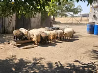 Domba jantan, Racka sheep — foto 4
