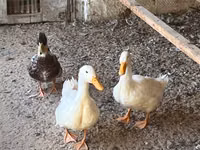 Ducks — photo 4