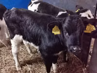 सांड, Russian Black pied cattle — फ़ोटो 3