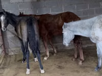 حصان, French Trotter — الصورة 2