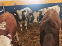 Banteng, Simmental cattle — foto 2