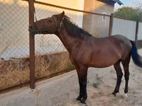 Cheval, Karachay horse — photo 1