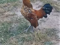 Bantam néerlandaise — photo 2