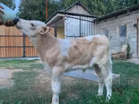 सांड, मोंबेलियार्ड — फ़ोटो 2