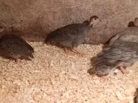 Guinea fowl — 写真 2