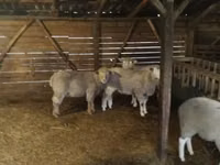 公羊, Ile-de-France sheep — 照片 1
