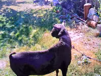 Billy Goat, Goats — photo 5