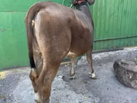 母牛, Swiss cattle — 照片 3
