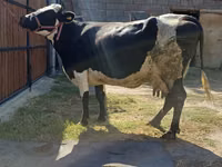 Vache, Race Alatauskaya — photo 3