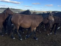 Kuda betina, Kazakh horse — foto 3