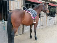 Kuda betina, Hungarian horse breed — foto 3