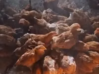 Chickens — foto 4