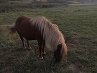 Jument, Australian Pony — photo 2