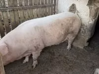 Babi betina — foto 4
