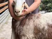 भेड़, East Friesian Dairy sheep — फ़ोटो 7