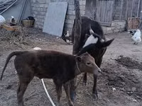 गाय, लाल-धब्बेदार नस्ल — फ़ोटो 7