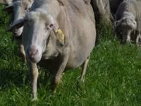 Brebis, Lacaune sheep — photo 3
