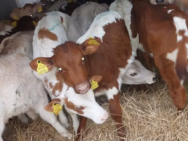 Sapi (batch, jenis kelamin tidak disebutkan), Simmental cattle