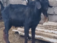 Boucs, Anatolian Black goats — photo 3